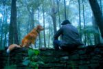 Good Boy