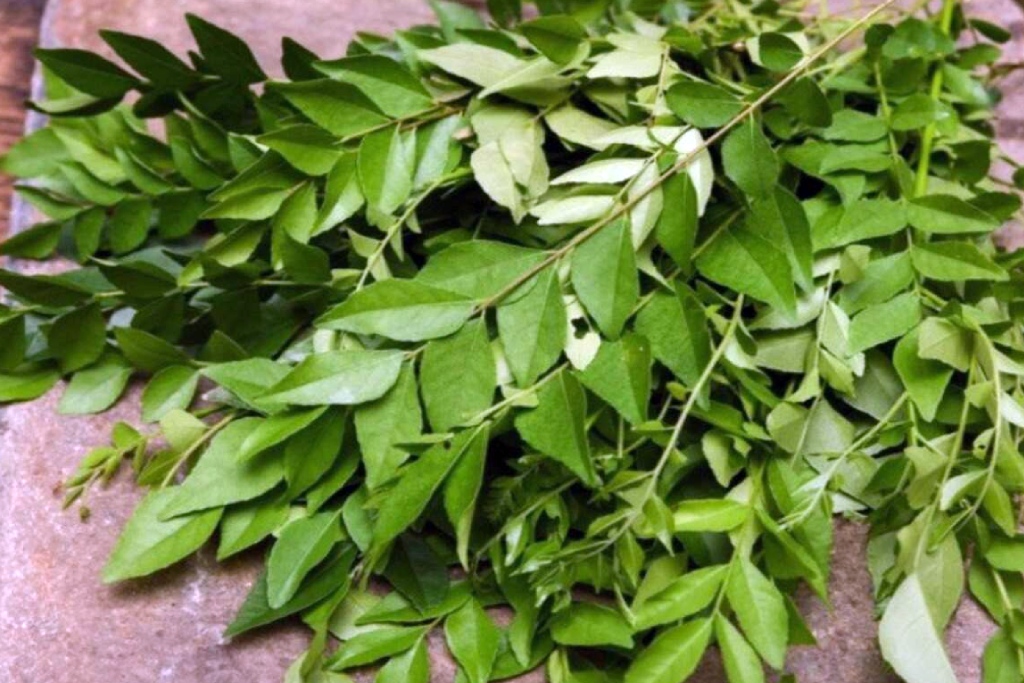 Curry Leaves for Hairs