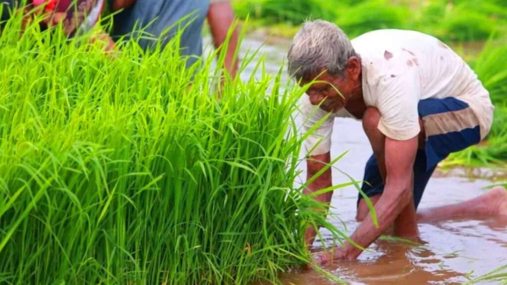 PM Fasal Bima Yojana 2026: फसल बीमा योजना में आवेदन कैसे करें? 2 PM Fasal Bima Yojana 2026